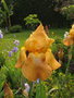 vignette Iris n C30