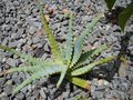 vignette Aloe arborescens