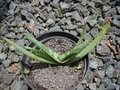 vignette Aloe microstigma