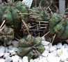 vignette Euphorbia Pulvinata juin 2009 Nd