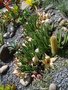 vignette Stapelia gigantea