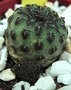 vignette SULCOREBUTIA RAUSCHII 8 6 09 Nd