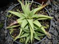 vignette Haworthia limifolia var. ubomboensis