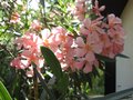 vignette Nerium oleander fleur rose simple gros plan au 28 06 09