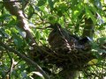 vignette pigeonneaux au nid