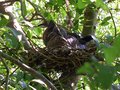 vignette pigeonneaux au nid