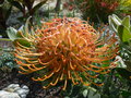 vignette Leucospermum 'Fountain'