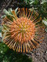 vignette Leucospermum 'Fountain'