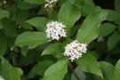 vignette Cornus baileyi