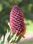 vignette Picea likiangensis rubescens