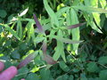 vignette Berberis x hybridogagnepainii 'Chenaultii', vinetier hybride de Gagnepain