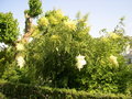 vignette Sorbaria sorbifolia = Spiraea sorbifolia, fausse-spire