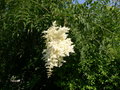 vignette Sorbaria sorbifolia = Spiraea sorbifolia, fausse-spire