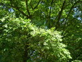 vignette Sorbus domestica, cormier, sorbier domestique