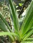 vignette Fascicularia pitcairnifolia
