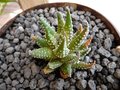 vignette Haworthia papillosa