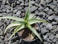 vignette Aloe arborescens variegata