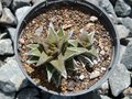 vignette Haworthia tortuosa