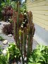 vignette Euphorbia trigona fma. rubra