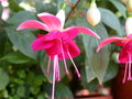 vignette fuschia