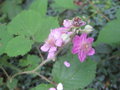 vignette Rubus fruticosus