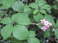 vignette Rubus fruticosus