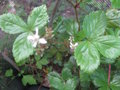 vignette Rubus hispidus