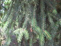 vignette Picea orientalis