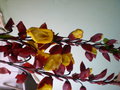 vignette thumbergia mysorensis, liane de chine