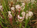 vignette Sarracenia leucophylla