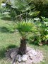 vignette Trachycarpus fortunei - juin 2009