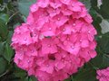 vignette Hortensia gros plan au 01 07 09