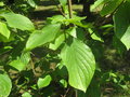 vignette Cornus nuttalli