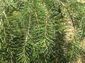 vignette Picea breweriana