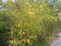 vignette Parkinsonia Aculata