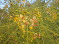 vignette Parkinsonia Aculata