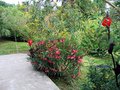 vignette Cannas, Laurier rose, Nicotiana glauca
