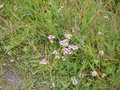 vignette Centaurium littorale