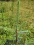 vignette Picea asperata notabilis