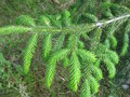 vignette Picea brachyphylla rhombisquama