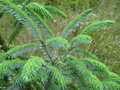 vignette Picea brachyphylla rhombisquama