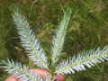 vignette Picea brachyphylla rhombisquama