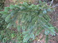 vignette Picea glehnii