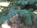 vignette Picea glehnii