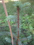 vignette Picea asperata notabilis