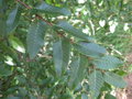 vignette Nothofagus alpina