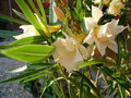 vignette Nerium oleander 'luteum plenum'