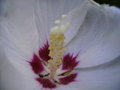 vignette althea,fourmi,fleur,macro