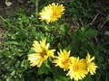 vignette Gerbera et ses grandes fleurs au 04 07 09