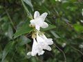 vignette Abelia grandiflora au 04 07 09